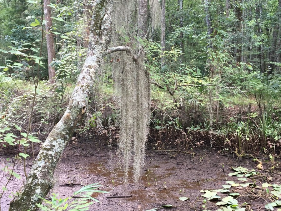 Spanish Moss