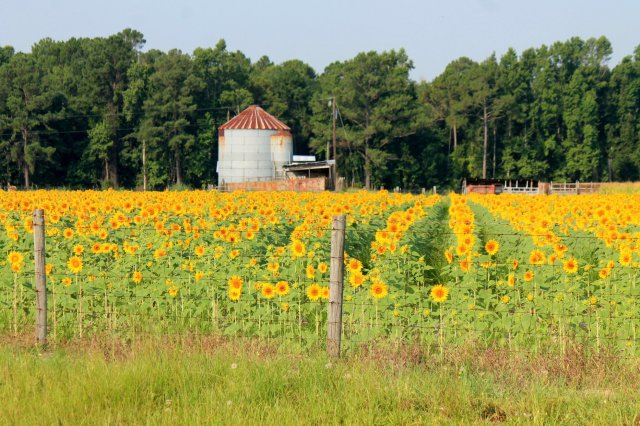 37051313_2364795440205188_4625109053947772928_o