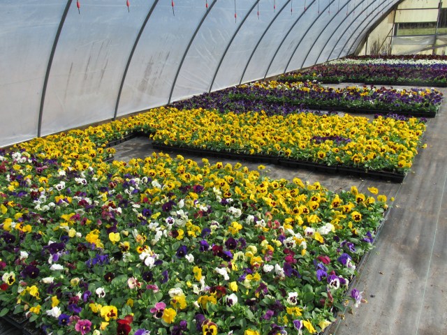 Pansies