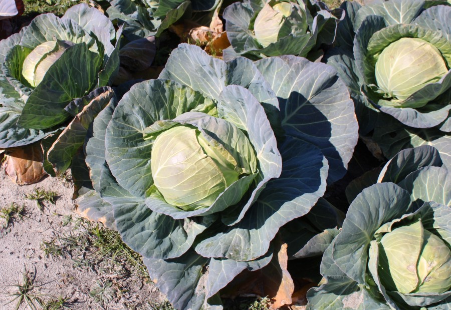 Fresh cabbage