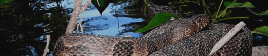 Georgia Water Snake